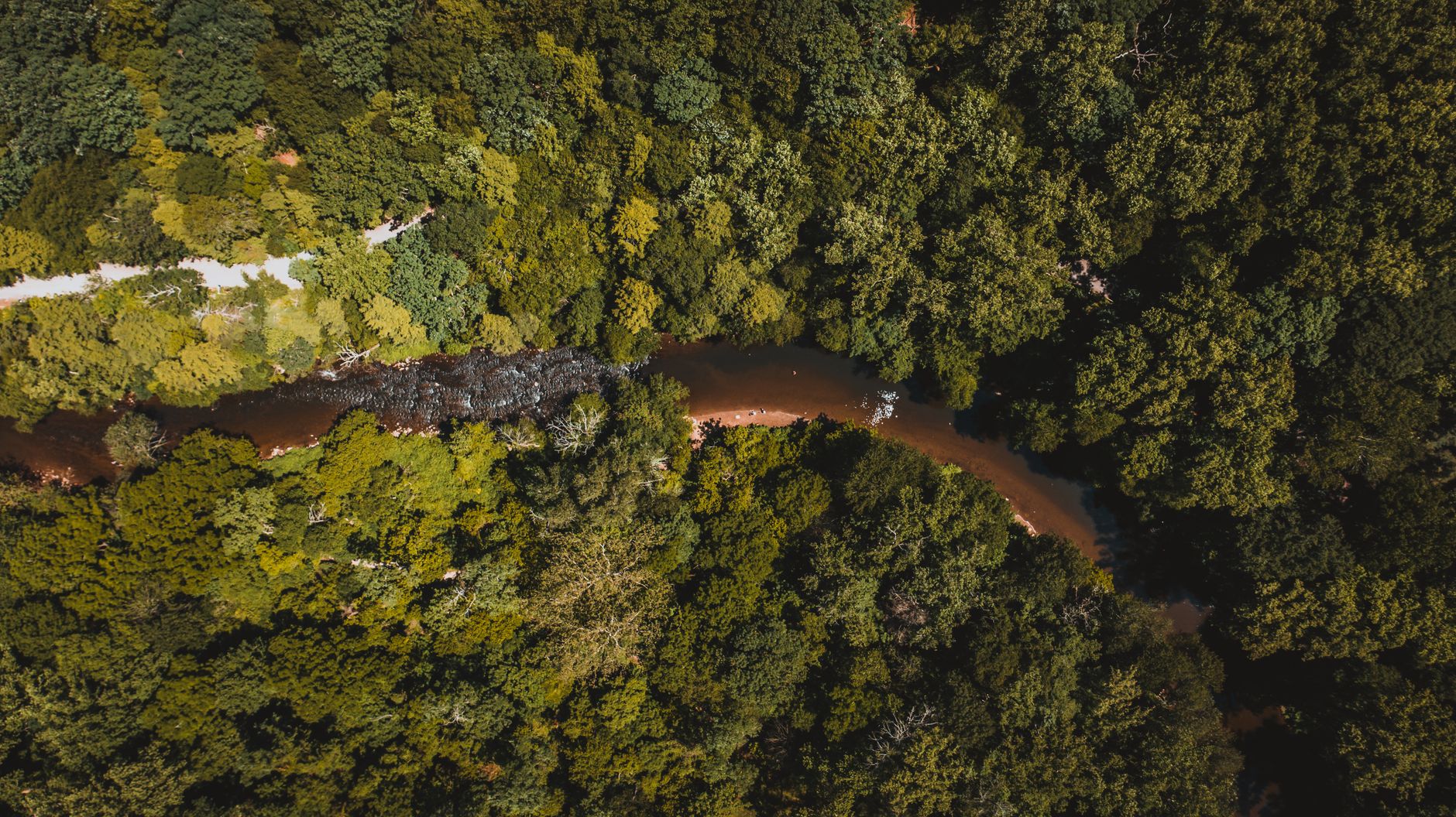 Trilha na Floresta Amazônica